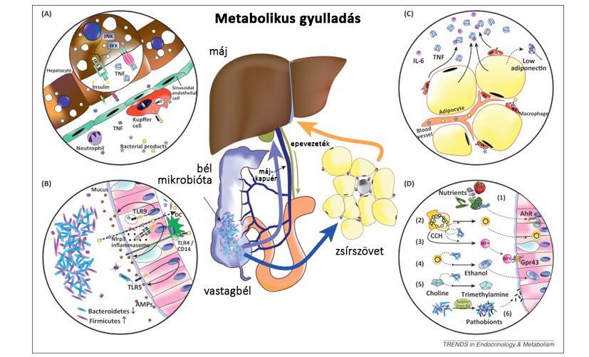 NEM ALKOHOLOS STEATOHEPATITIS:A