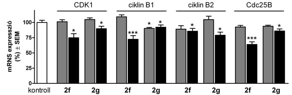 ábra A 2f és 2g vegyületek hatása a CDK1, ciklin B1 és B2, valamint a Cdc25B expressziójára HeLa sejtek 24 órás 3 µm ( ) és 10 µm ( ) tesztanyaggal végzett inkubációja után. n: 4, *, ill.