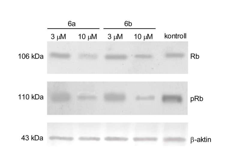 17. ábra A 6a és 6b vegyületek hatása a retinoblasztóma protein (Rb) és annak foszforilált formájának (prb) fehérje-szintű expressziójára HeLa sejtek 24 órás kezelés után. 5.1.3.