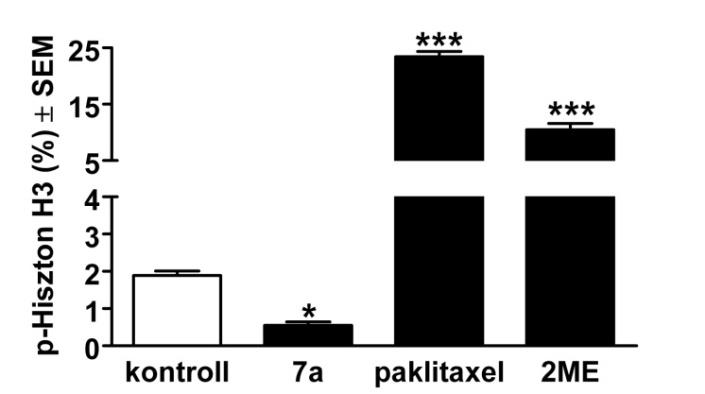populációt, míg a paklitaxel (5 nm) és a 2ME (5 µm) a várt eredményeknek megfelelően fokozta az M fázisban lévő sejtek arányát (21. ábra). 21.