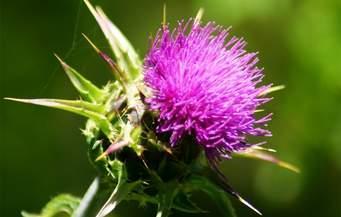 2. Irodalmi áttekintés 2.1. Silybum marianum A Silybum marianum a leggyakrabban alkalmazott gyógynövény a májbetegségek megelőzésére és kezelésére (3. ábra) (Pepping 1999, Shaker és mtsai. 2010).
