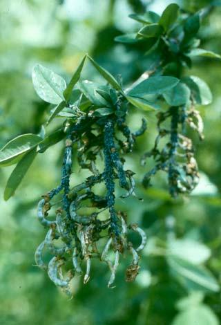 A Laburnum