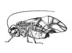 Ordo: Psocoptera - fatetvek Testfelépítés Nyúlánk, kis testű rovarok fej: hosszú fonalas csápok; 2 összetett szem + 3/0 pontszem; rágó szájszerv, labiumon szövőmiriggyel tor: 2 pár hártyás