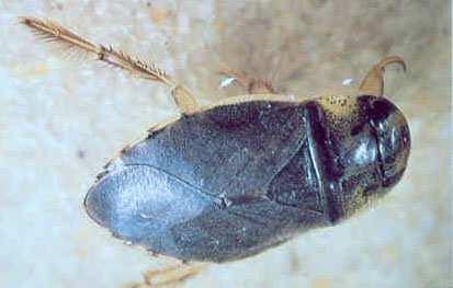 Subordo: Heteroptera - Poloskák Nepomorpha - vizipoloskák Fam.