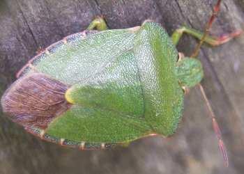 Subordo: Heteroptera - Poloskák Pentatomomorpha - címerespoloskák Fam.