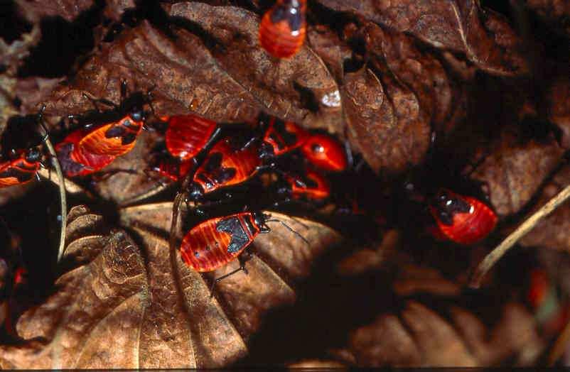 Subordo: Heteroptera - Poloskák