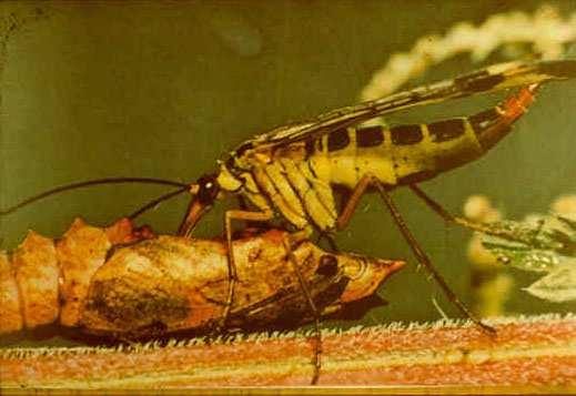 Ordo: Mecoptera - csőrös rovarok -ősi rend -2 pár hártyás szárnyuk van/ szárnyatlanok -fejükön csőrszerű nyúlványon (rostrum) rágó szájszerv, 2