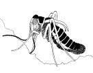 Ordo: Mecoptera - csőrös rovarok Fam.