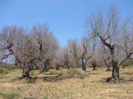 Xylella fastidiosa nevű baktérium nem egy