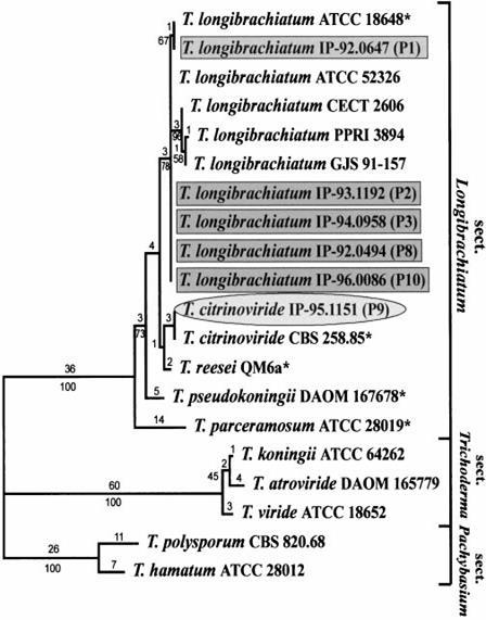 Trichoderma nemzetség Módszerek: PCR-fingerprinting, ITS-szekvencia analízis 6 klinikai törzs vizsgálata: T.