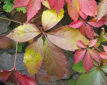 közönséges vadszőlő (Parthenocissus inserta). Jellemző, hogy az inváziós fajokat régóta forgalmazzák, hiszen könnyen hozzáférhetőek és könnyen tarthatóak.