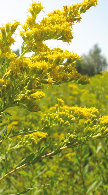 bíbor nebáncsvirág A bíbor nebáncsvirág (Impatiens glandulifera) őshazája a Nyugat-Himalája. Európába először a Brit-szigetekre hozták be dísz- és mézelő növényként.