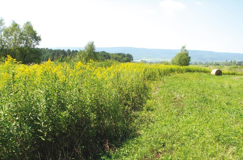 KEZELÉS kenés inden faj ellen más-más kezelés hatékony. M Az aranyvesszőnél például a kaszálás, majd a fenntartó legeltetés, a bálványfa esetén pedig a vegyszeres kezelés a célravezető.