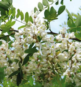 fehér akác mirigyes bálványfa A nedves rétekhez, kaszálókhoz, lápokhoz és az ártéri erdőkhöz a magas és kanadai aranyvessző fajok (Solidago gigantea, S.