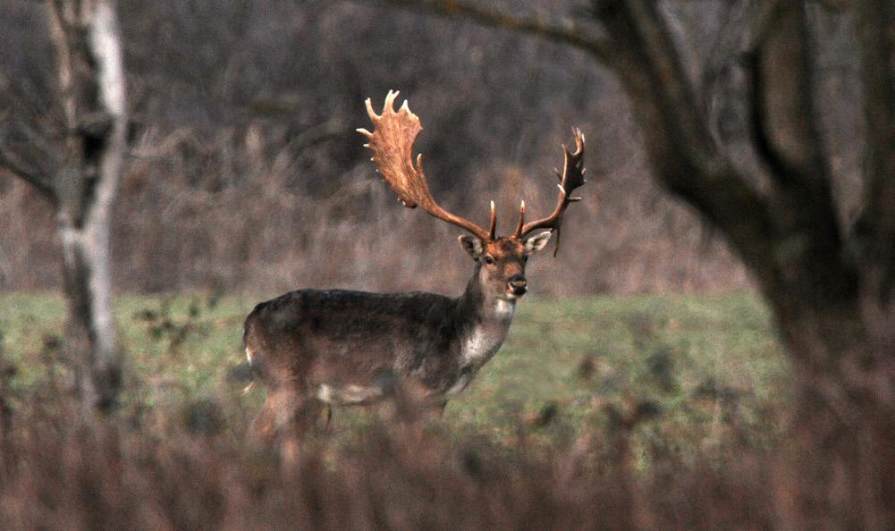 Muffelschaf und Lamm Muflon juh, jerke és bárány elejtés Anschweißen von Damtier und Damschmaltier Dámtehén és ünő sebzés 50 15 500