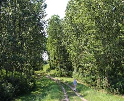 vonulnak le a megmaradt sok kanyar miatt. A Tisza évente kétszer árad, egyrészt kora tavasszal a Kárpátokban lévő hó olvadásakor, másrészt a kora nyári esőzések idején.