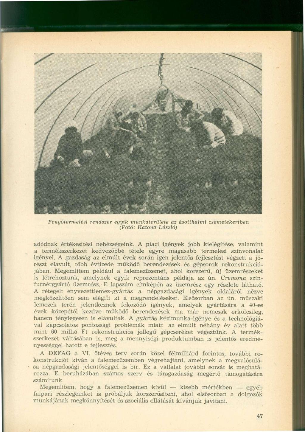 Fenyőtermelési rendszer egyik munkaterülete az ásotthalmi csemetekertben (Fotó: Katona László) adódnak értékesítési nehézségeink.