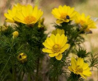 Csodaszép, gyógyító, mérgező növényeink Tavaszi hérics A tavaszi hérics (Adonis vernalis) a boglárkafélék családjához tartozik, vadon élő, mérgező növény.