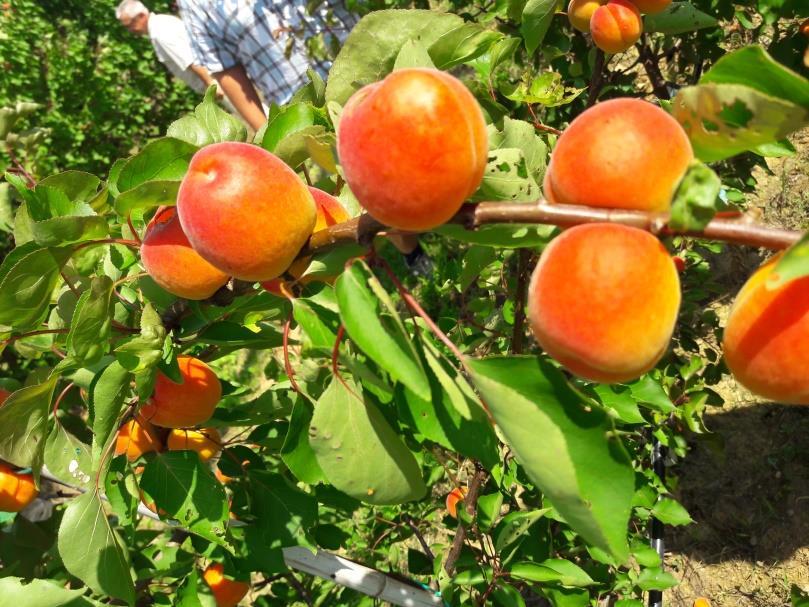 Kioto R Orangered Bhart Ez a hatalmas gyümölcsű kajszifajta június végén-július elején érik, világos