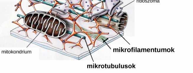 Segít a sejtnek mozogni, megtartani és