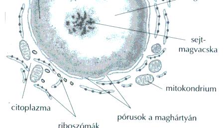 nukleolusz szervező régiója körül