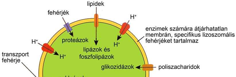 Lizoszómák Egyszeresmembránnal határolt savas emésztő