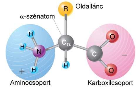 aminosavból épül fel) Élő szervezetek szénvázas molekulái