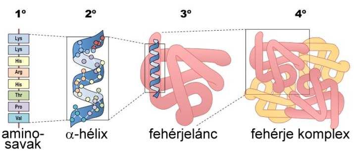 Nukleinsavak - Strukturális fehérjék - Enzimek, stb.