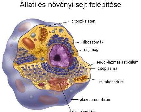 Sejt általános meghatározása A sejt a