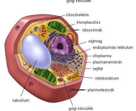 életfunkciókat ellátni (pl: növekedés,