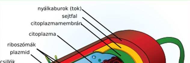 Prokarióta sejtek Nincs