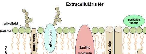 Sejtmembrán Minden sejt külső védőrétege.