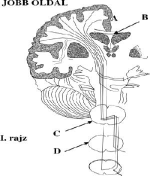 Megoldás 1. I = gerincvelő 2. F = középagy és H = nyúltvelő 3. A = fali lebeny 4. C = kéregtest 5. E = hipotalamusz 6. B = homloklebeny 7. H = nyúltvelő 8. D = talamusz és E = hipotalamusz 9.