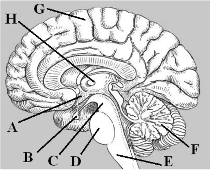 A neuroendokrin rendszer Az ábra az emberi agy hosszmetszeti képét mutatja.