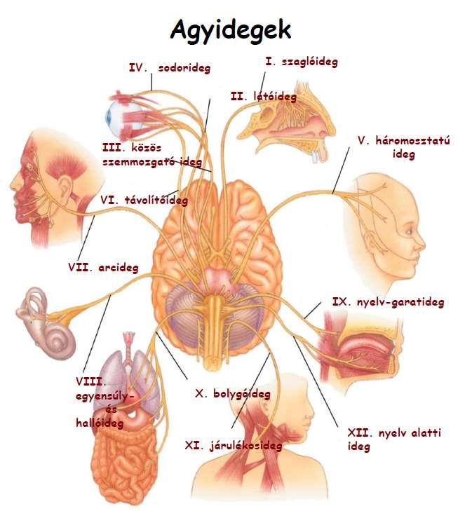 Távolító ideg. Arcideg az arc izmainak mozgató, a nyelv mozgató és érző idege. Halló-egyensúlyozó ideg. Nyelv-garat ideg. X. Bolygóideg.