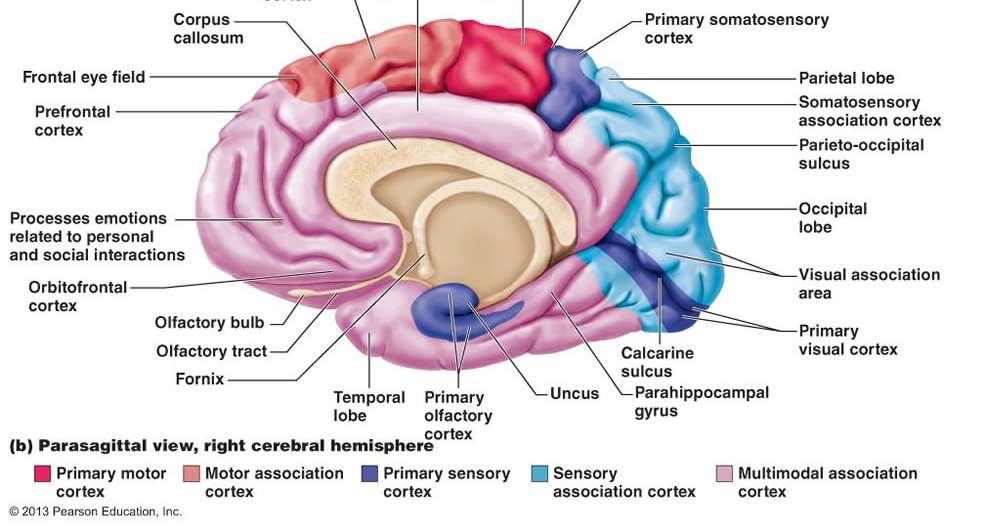 Neurológia - Az agyi vérkeringés szabályozása - MeRSZ