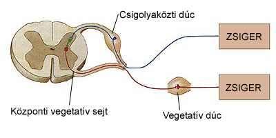 Fajtái: nyomásreceptorok: szív körüli nagyerek falában (carotis sinus, aortaív), feszítési receptorok: tüdő, bélfal, húgyhólyag falában, kemoreceptorok: szív körüli nagyerek falában (glomus