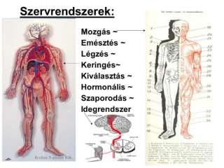 WHO Az egészség a teljes testi, lelki és