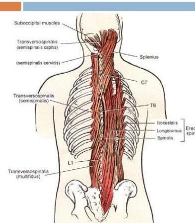 A gerinc izomzata a haránt és a tövisnyúlványokon tapadnak aktív tartási funkció a gerinc mozgását teszi