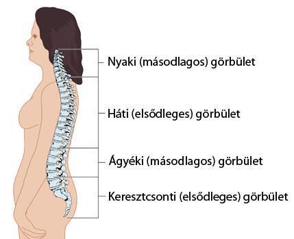 másodlagos görbületek -