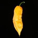 Bhut (Bih) Jolokia Orange Peter Merle aját fejleztéű chilije, naranczínű Bhut Jolokia nemeíté.