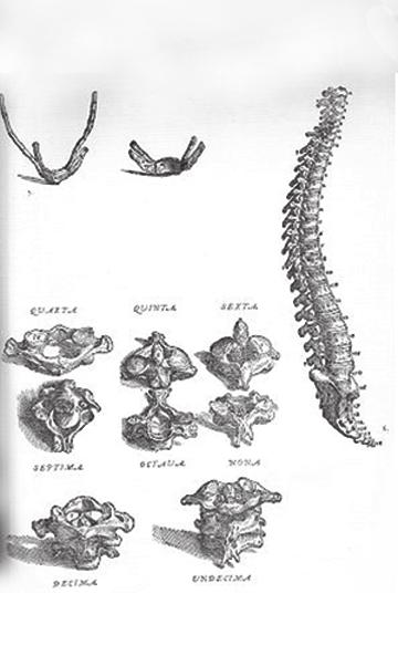 Vesalius De Humani Corporis Fabrica Andreas Vesalius (1514 1564), a belga anatómus, 1543-ban jelentette meg De Humani Corporis Fabrica című részletes anatómiai könyvét 6, ami az általuk addig ismert