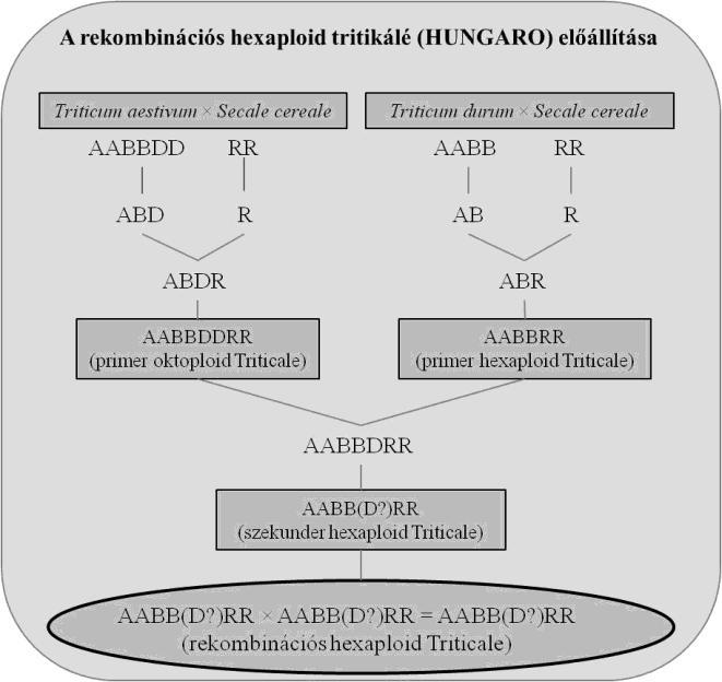 ifj. Kruppa J. Kruppa K. Kruppa J. Aminosav vizsgálatok Az aminosav-tartalom meghatározásához jó minőségű, új termésű liszteket használtunk fel.