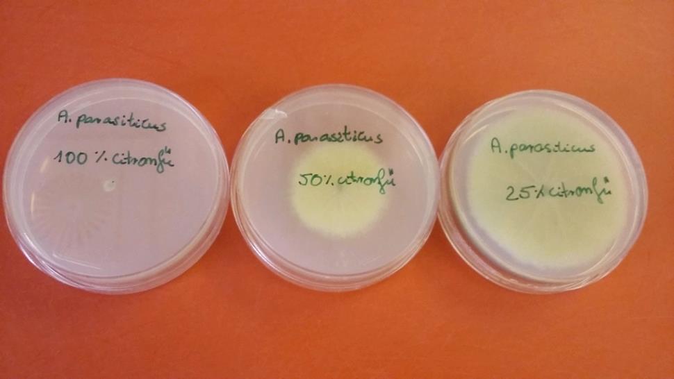 Telepátmérők/ Diameter of colonies cm EGÉSZSÉGTUDOMÁNY, LXI. ÉVFOLYAM, 2017. 3. SZÁM 2017/3 2. ábra: Aspergillus parasiticus kezelése 100%-os citromfűvel Fig.