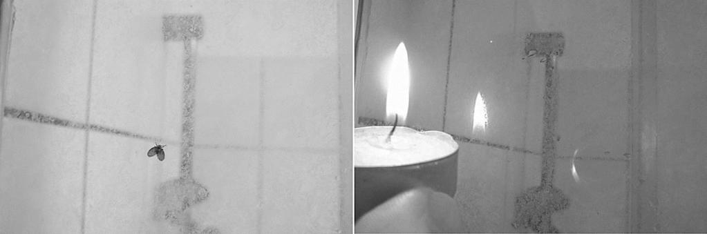 Az 1 candelának megfelelő látható fényt kibocsátó fény-és hőforrás közelítése esetén már 30-40 cm-es megközelítés esetén a rovarok gyors távolodó repüléssel reagáltak (7. ábra). 7.