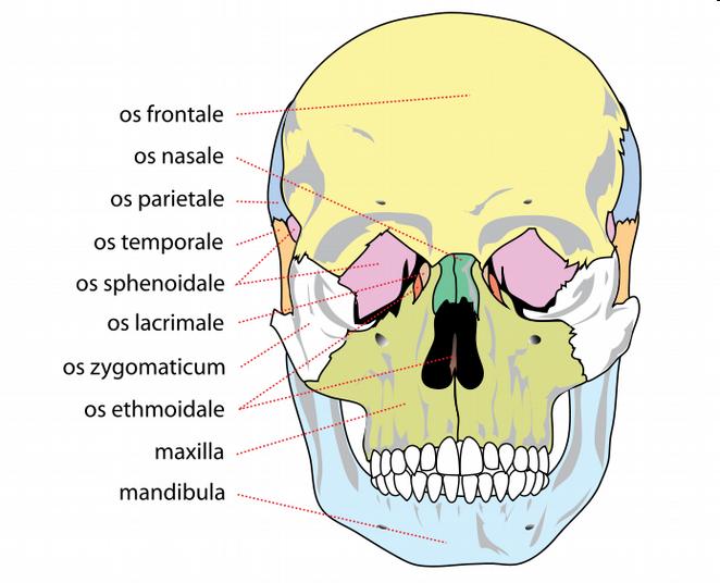 Anatómia élettan Koponya