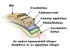 Anatómia élettan Kemény