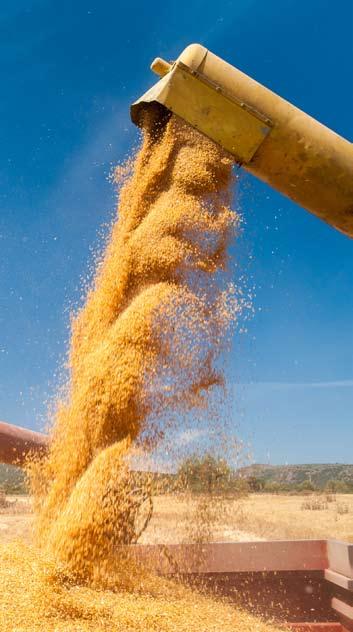 ajánlott vetőmagmennyiség: 270-300 mag/m², 130-170 kg/ha A1 őszi búza őszi búza ANTONIUS Falado A1-A2 A1-A2 A jónál is jobb Minőség tekintetében a fajta szortimentünk csúcsán áll.