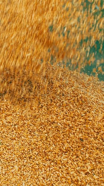 tavaszi árpa SALOME Sok szem, sok sör A SALOME tavaszi sörárpában kedvező agronómia tulajdonságok kombinálódnak kiváló söripari és malátázási tulajdonságokkal.