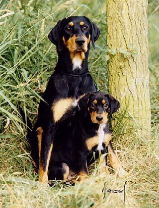 Nyeregminta: a t a t vagy a t a a t : black and tan, fekete cserbarna jegyekkel; aa: recesszív fekete (shetlandi és német juhászkutyák).
